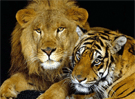Tigre y León forever 