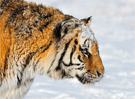 Un tigre siberiano 