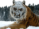 Imagen de un tigre nevado 