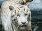  Hidden Number-White Tiger
